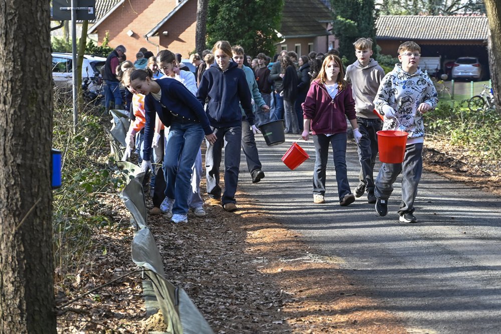Damit Amphibien sicher zum Laichplatz kommen