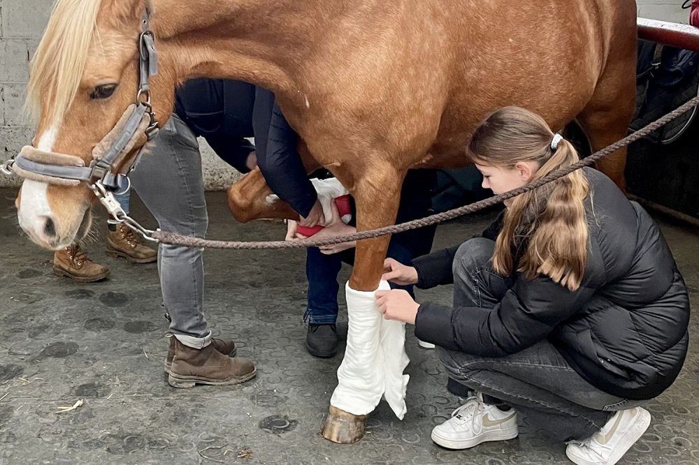 Sport und Bildung: Erste Hilfe am Pferd